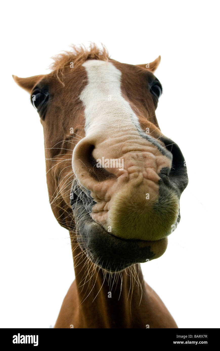 Un ritratto di un cavallo sorridente da un angolo basso Foto Stock
