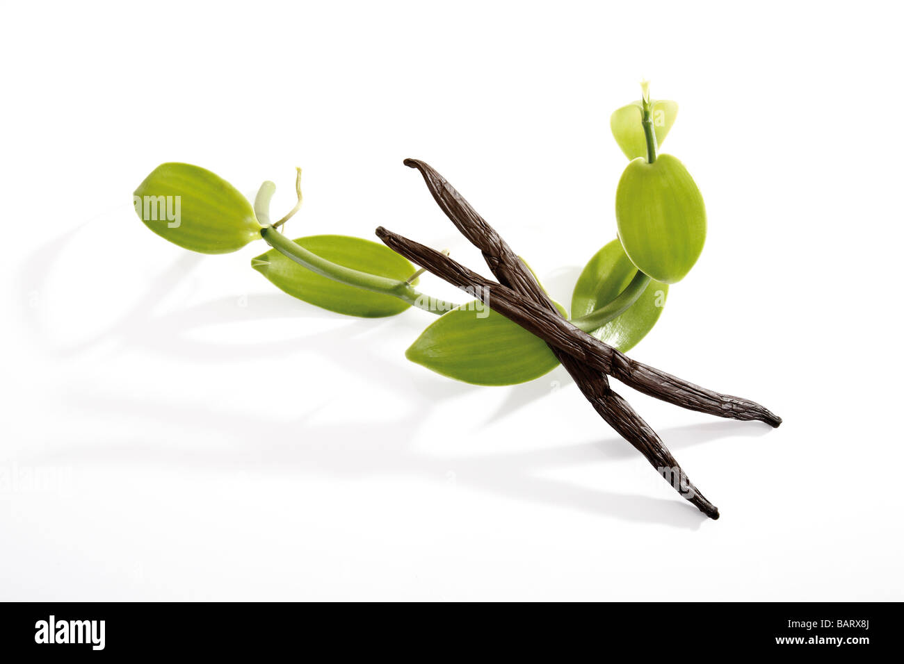 Baccelli di vaniglia (Vanilla planifolia) Foto Stock