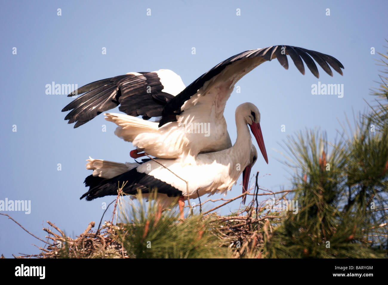 Gli uccelli;Cicogne;cicogna bianca;"Ciconia ciconia';coppia coniugata sul nido. Foto Stock