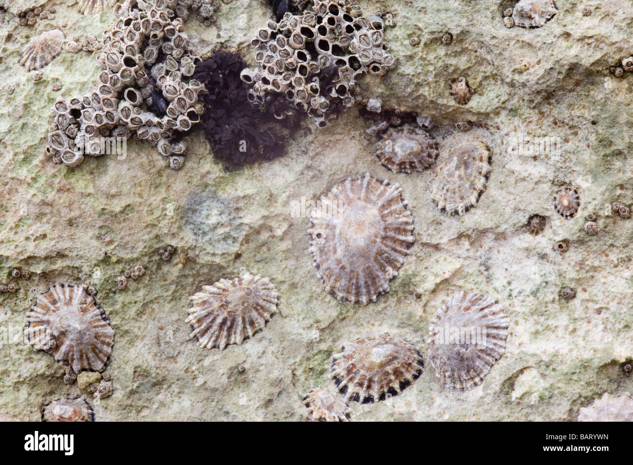 Patelle e cirripedi su chalk rocce di birra in South Devon Foto Stock