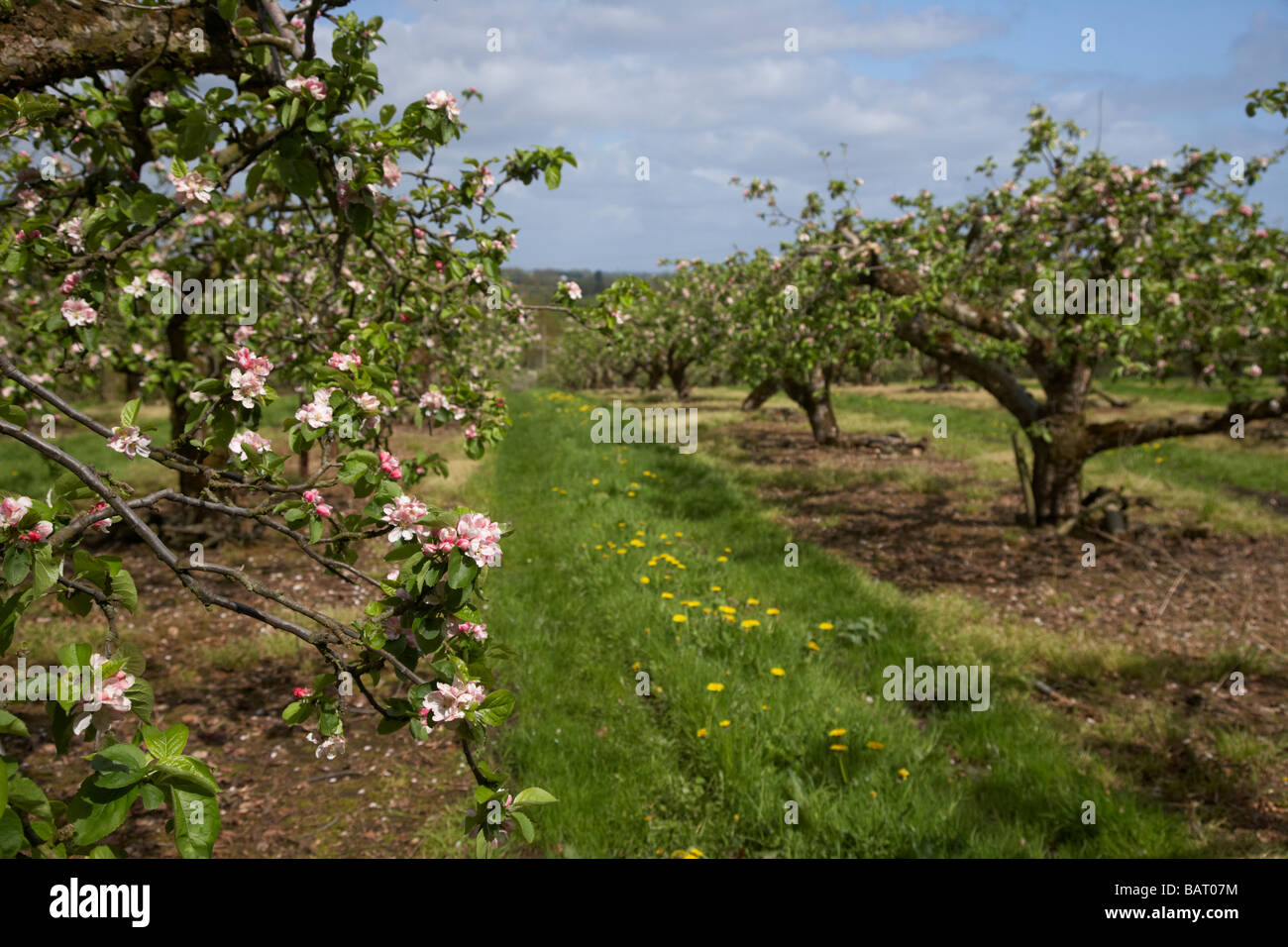 Fila di meli in fiore in bramley apple orchard nella contea di Armagh nell'Irlanda del Nord Regno Unito Foto Stock