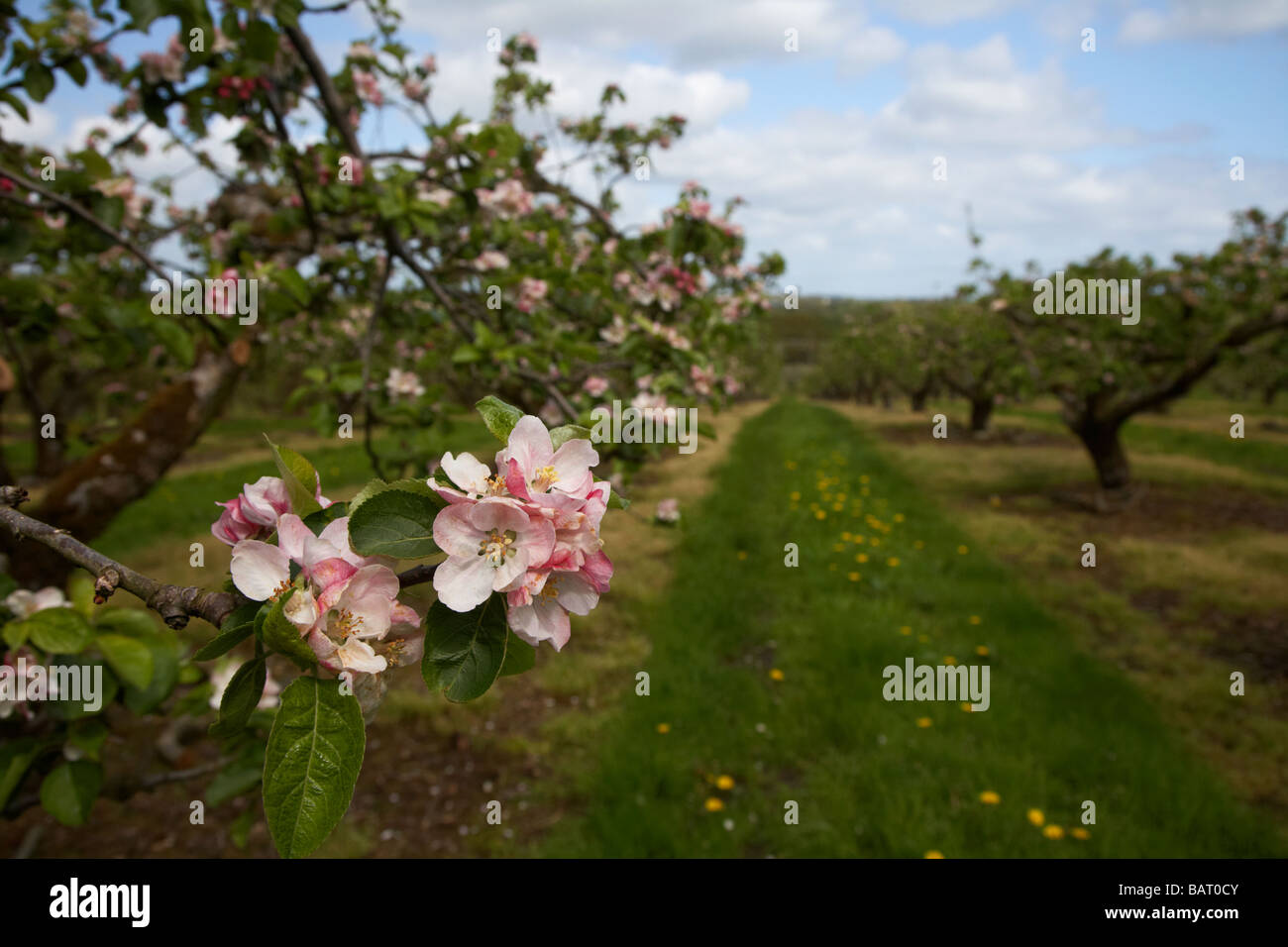 Apple blossoms in bramley apple orchard nella contea di Armagh nell'Irlanda del Nord Regno Unito Foto Stock