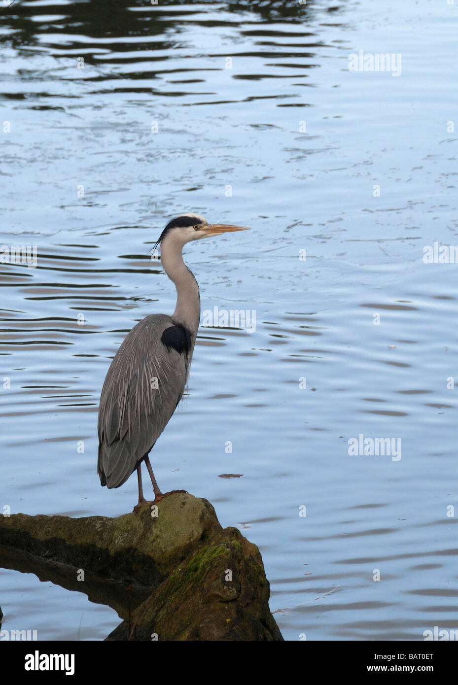 Un Airone appollaiato su un registro accanto a un lago Foto Stock