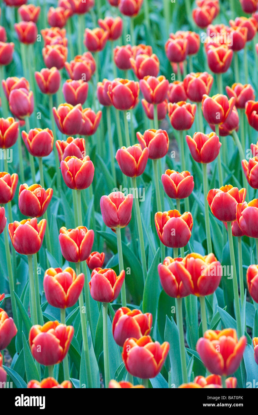 Tulipani rossi nel famoso giardino Keukenhof in Lisse Paesi Bassi Foto Stock