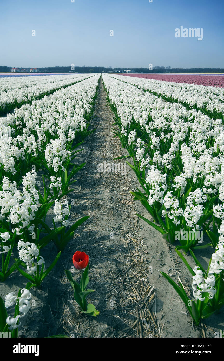 Uno rosso tulip nel mezzo di fiori bianchi Foto Stock