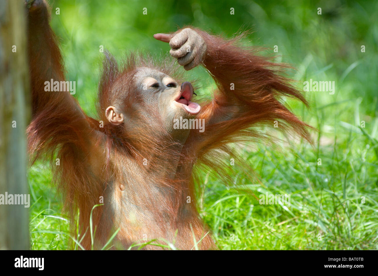 Carino baby orangutan giocando sull'erba Foto Stock