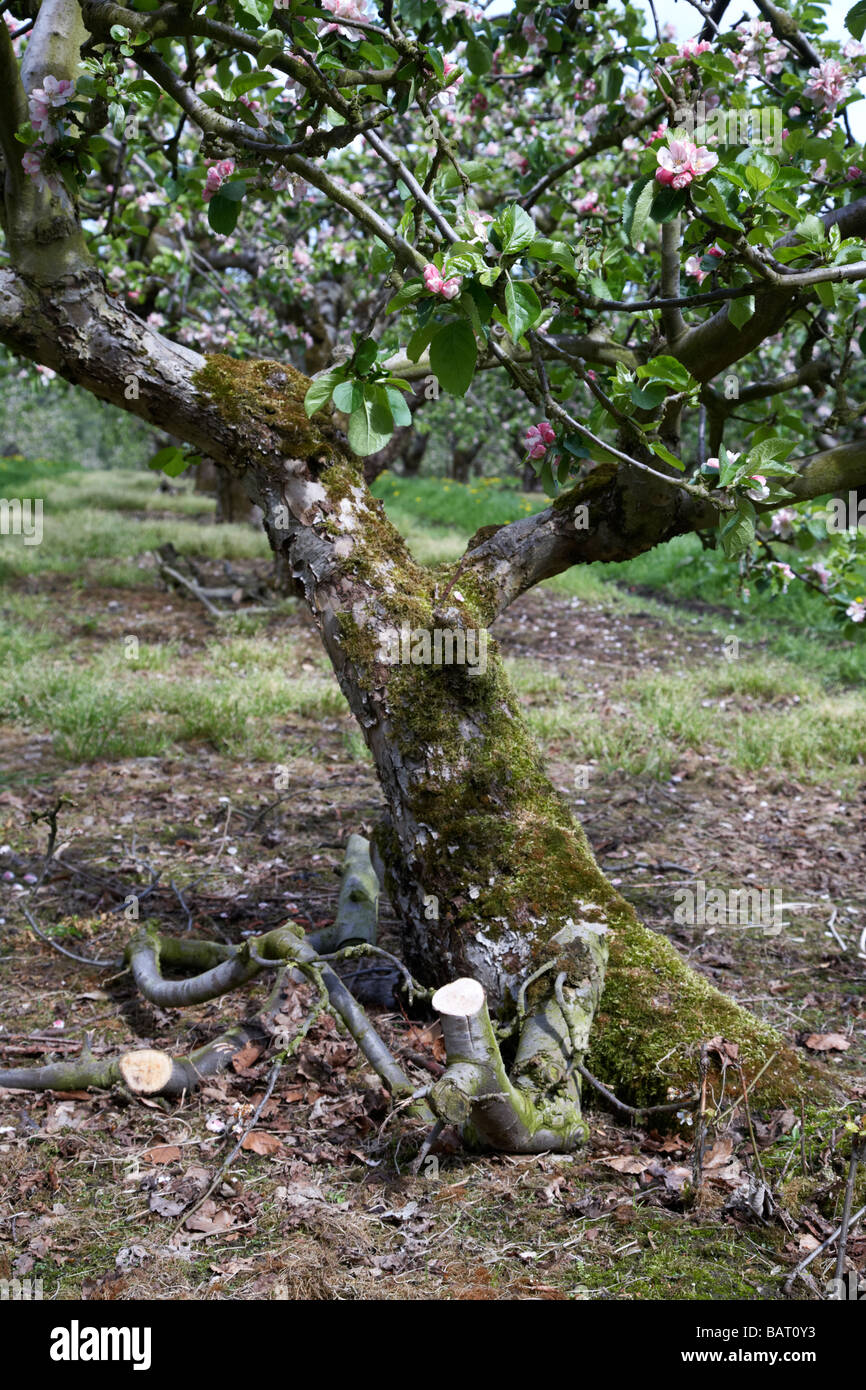 Cut back potatura melo in bramley apple orchard nella contea di Armagh nell'Irlanda del Nord Regno Unito Foto Stock Cut back potatura melo in bramley apple orchard nella contea di Armagh nell'Irlanda del Nord Regno Unito Foto Stock