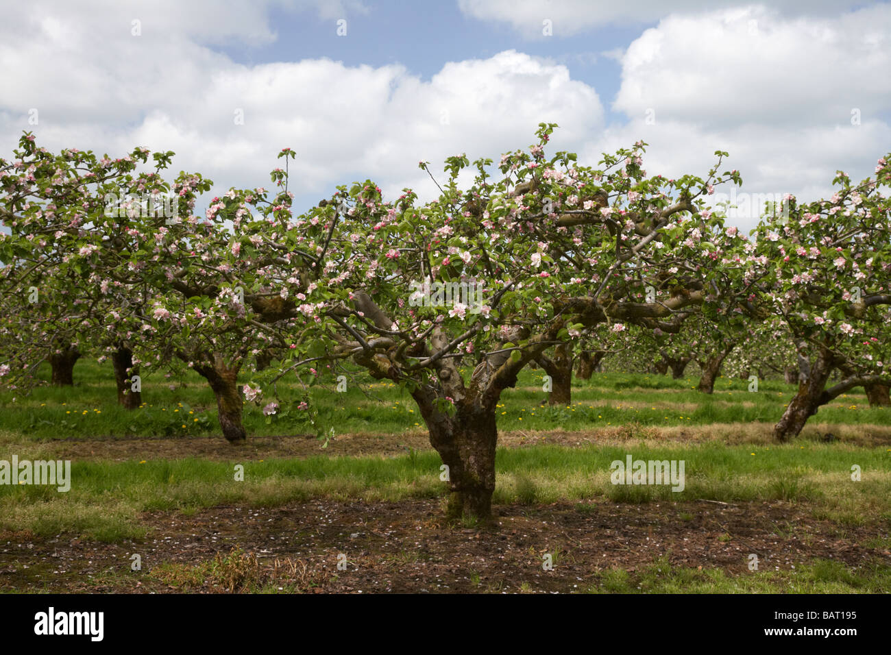 Filari di alberi di mele ricoperto di fiori in bramley apple orchard nella contea di Armagh nell'Irlanda del Nord Regno Unito Foto Stock