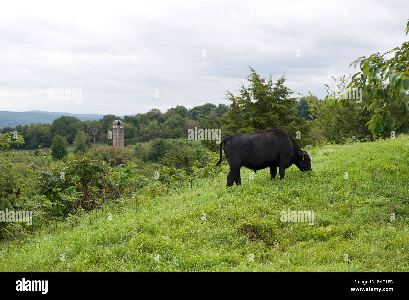 Un Black Angus cow di pascolare su un campo su un free-range farm in Upstate New York. Foto Stock