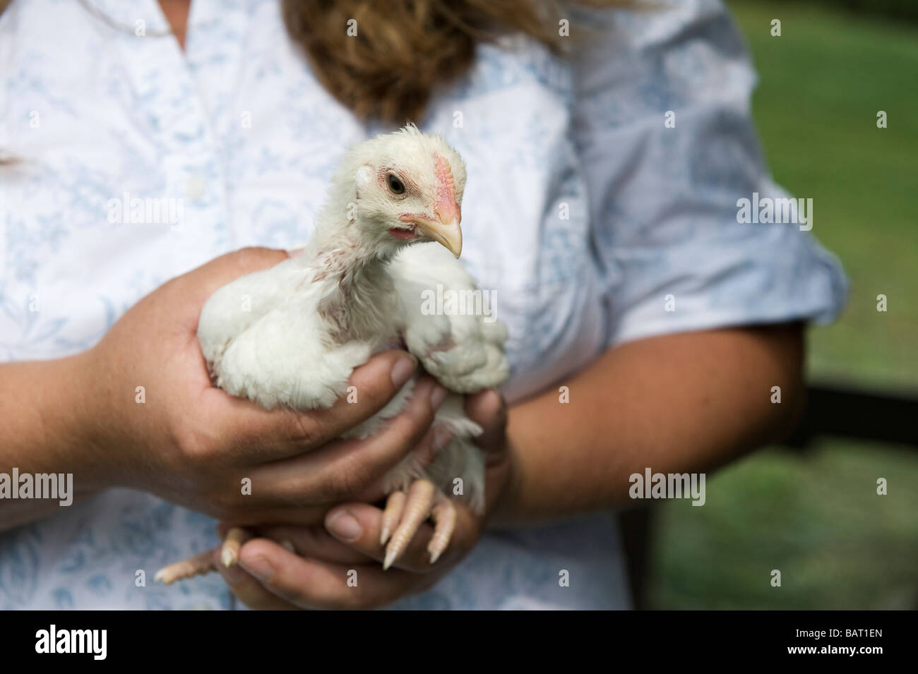 Un agricoltore tenere un giovane pollo. Foto Stock