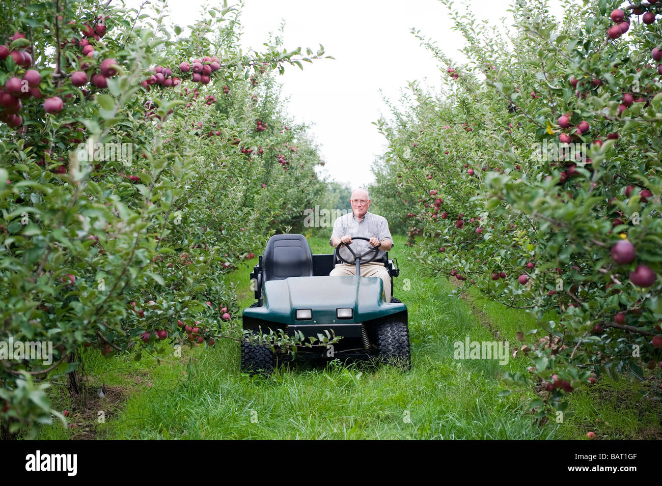 Un agricoltore prendendo un azionamento attraverso il suo apple orchard per ispezionare le mele mature. Foto Stock