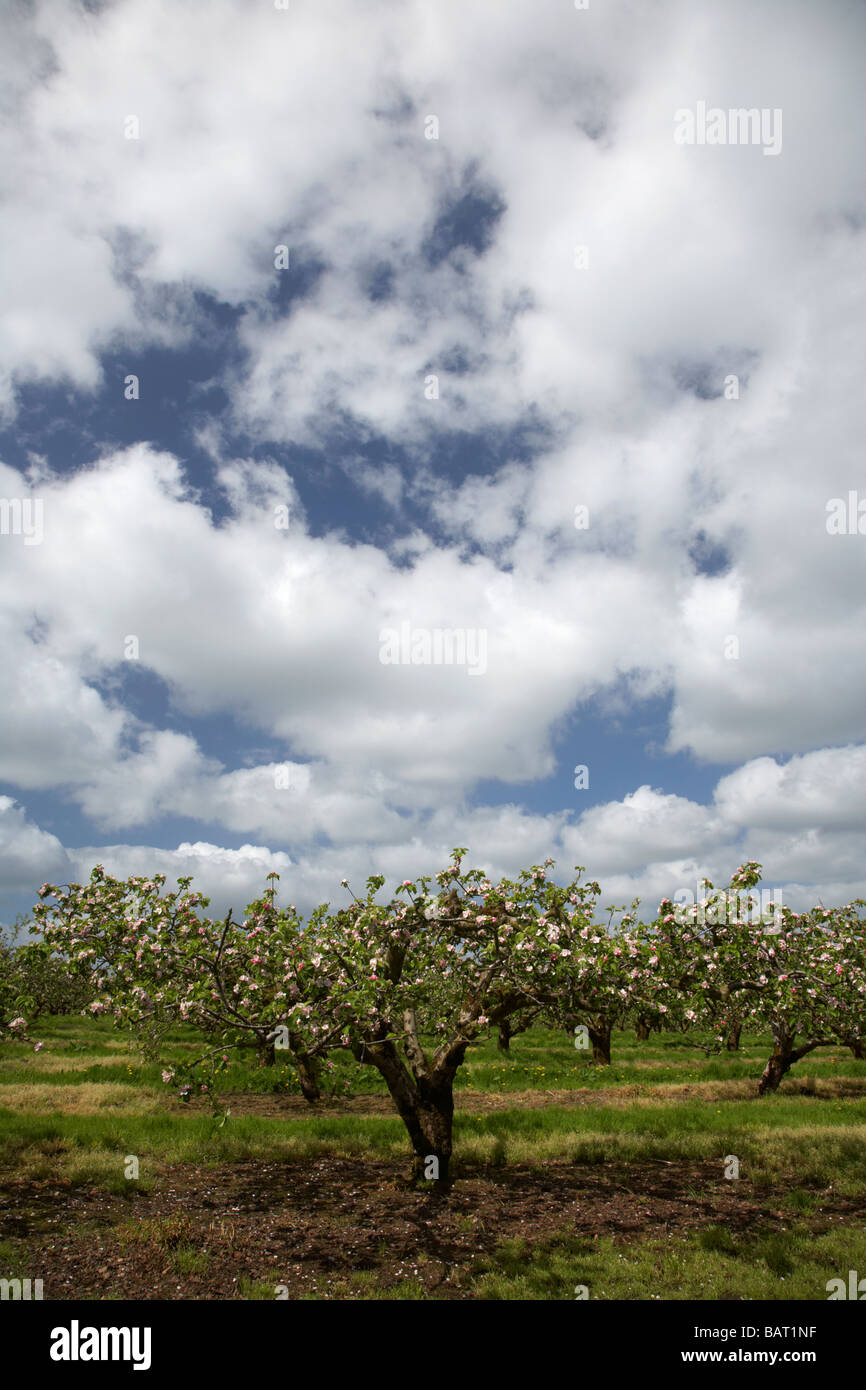 Filari di alberi di mele ricoperto di fiori in bramley apple orchard nella contea di Armagh nell'Irlanda del Nord Regno Unito Foto Stock