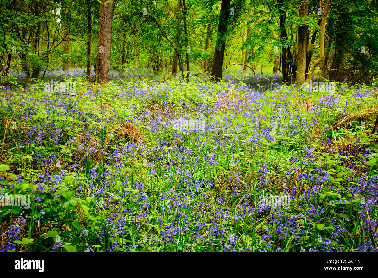 British Bluebell, Hyacinthoides non-scripta, fiorisce nei boschi in primavera. Foto Stock