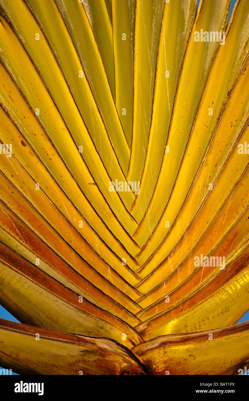 Palm del viaggiatore, Kralendijk, Bonaire, Antille Olandesi Foto Stock