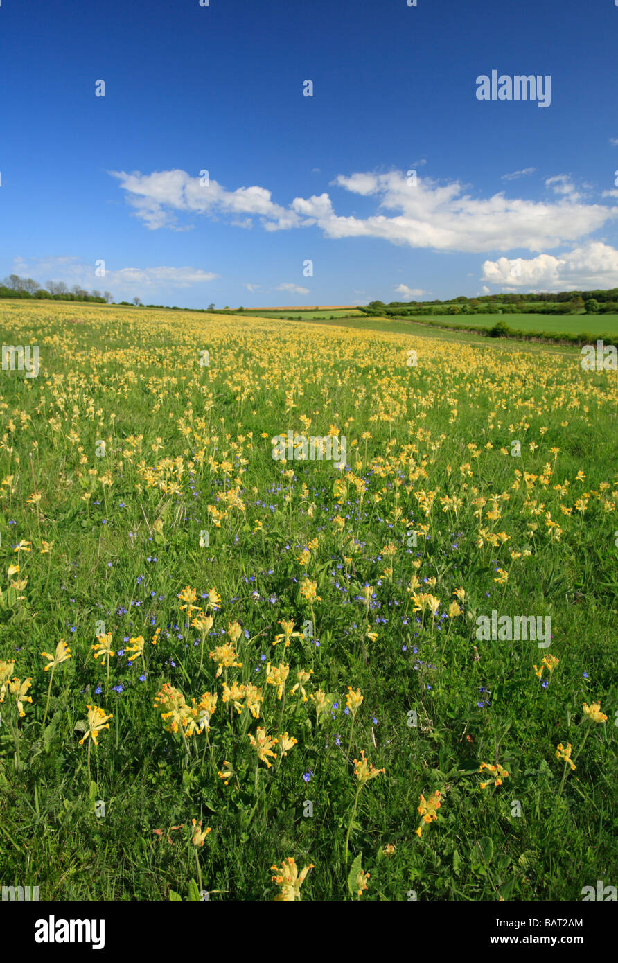 Un prato di cowslips in Norfolk sotto un bel cielo blu. Foto Stock