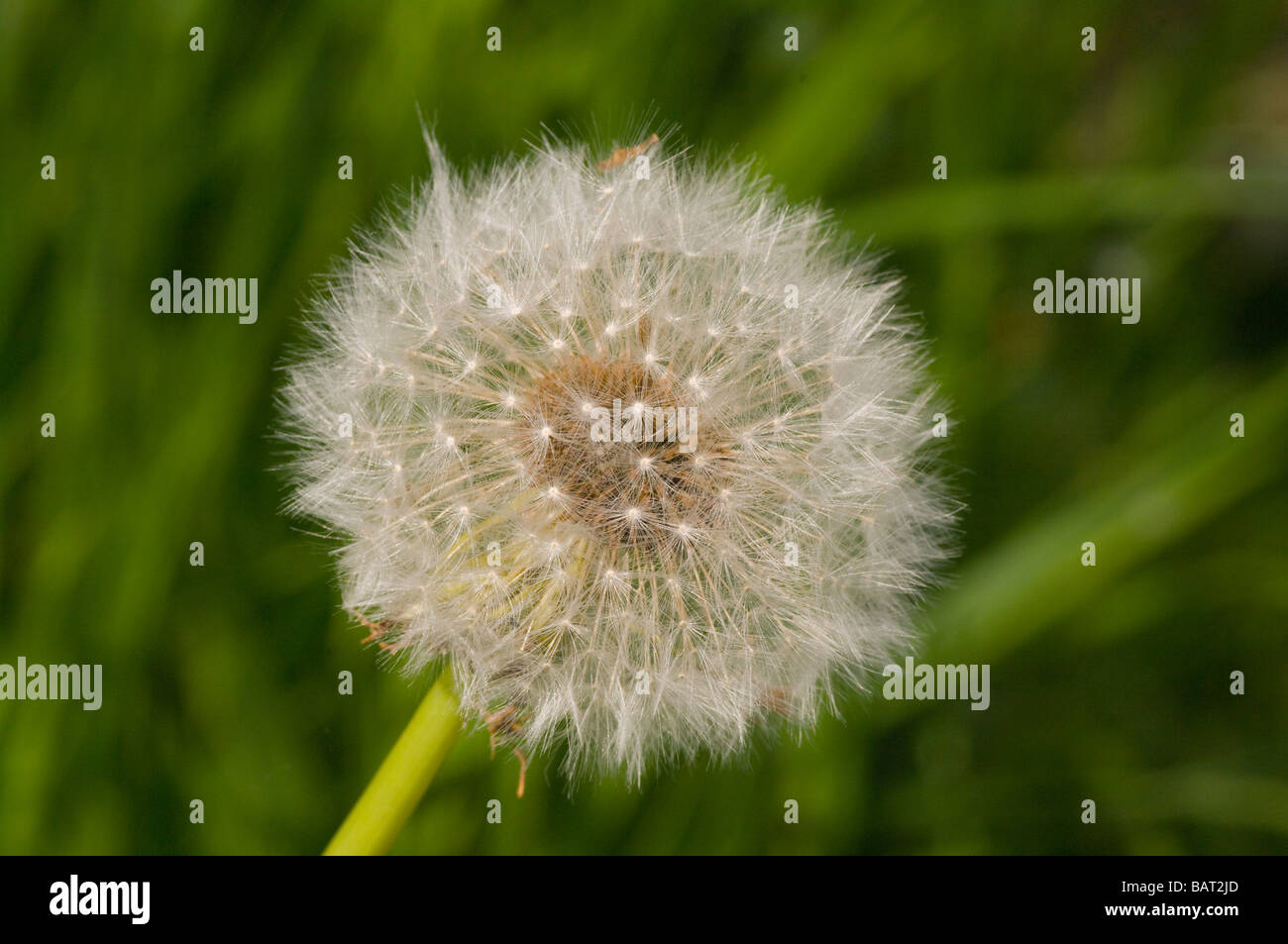Tarassaco Seedhead britannico di fiori di campo di fiori selvaggi Foto Stock