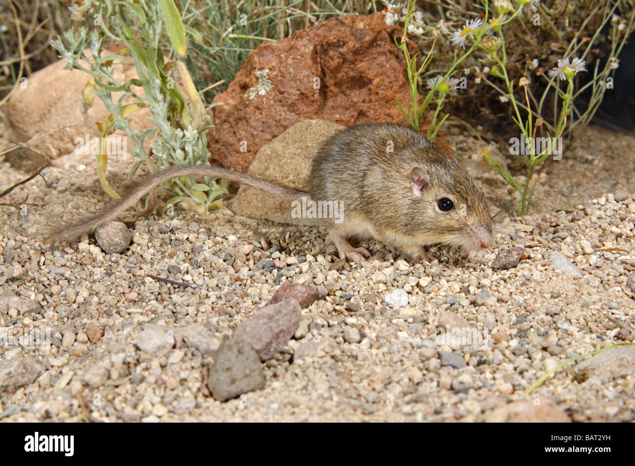 Deserto Pocket Mouse ricerche di semi nel deserto di ghiaia. Foto Stock