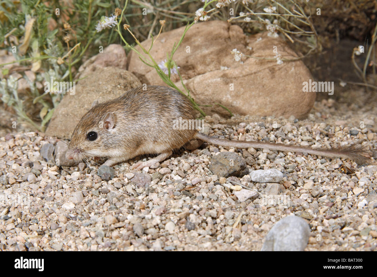 Deserto Pocket Mouse ricerche di semi nel deserto di ghiaia. Foto Stock