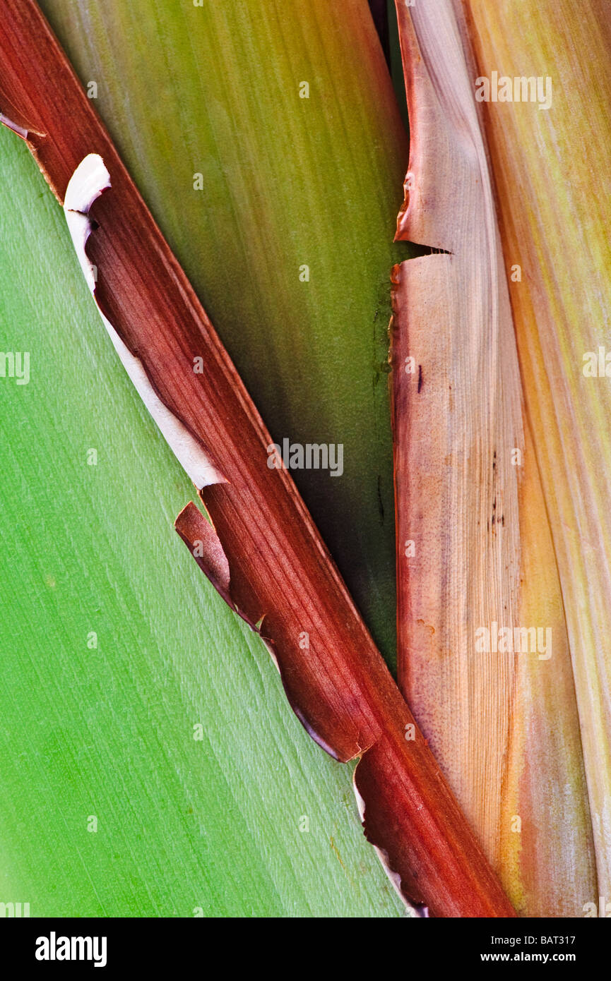 Closeup abstract di piante di banana levetta Foto Stock