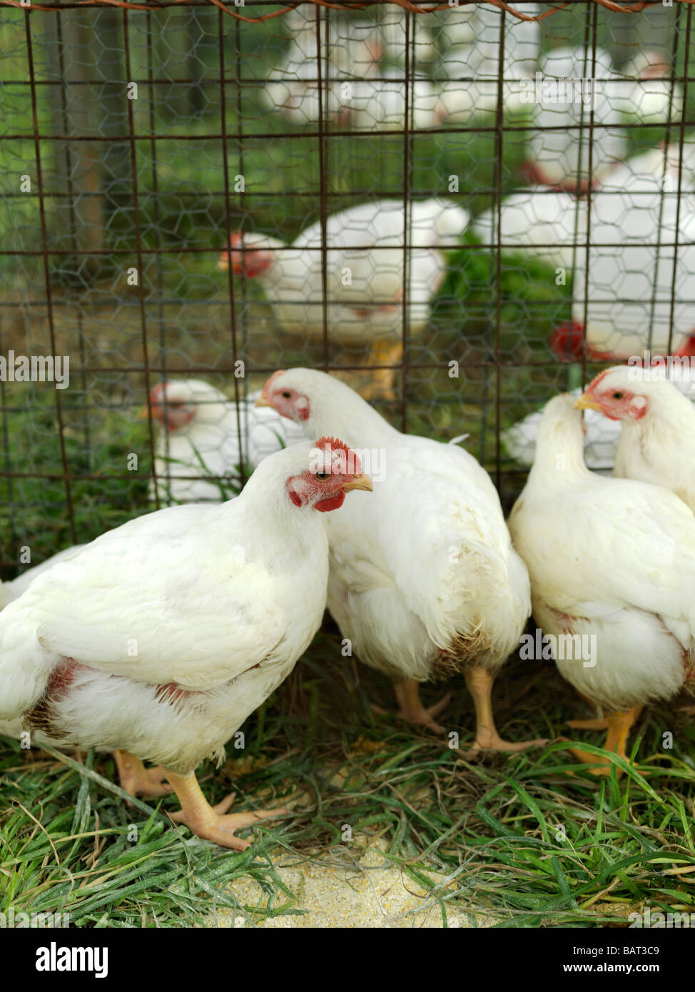 Un pollaio pieno di giovani polli allevati per la loro carne. Foto Stock