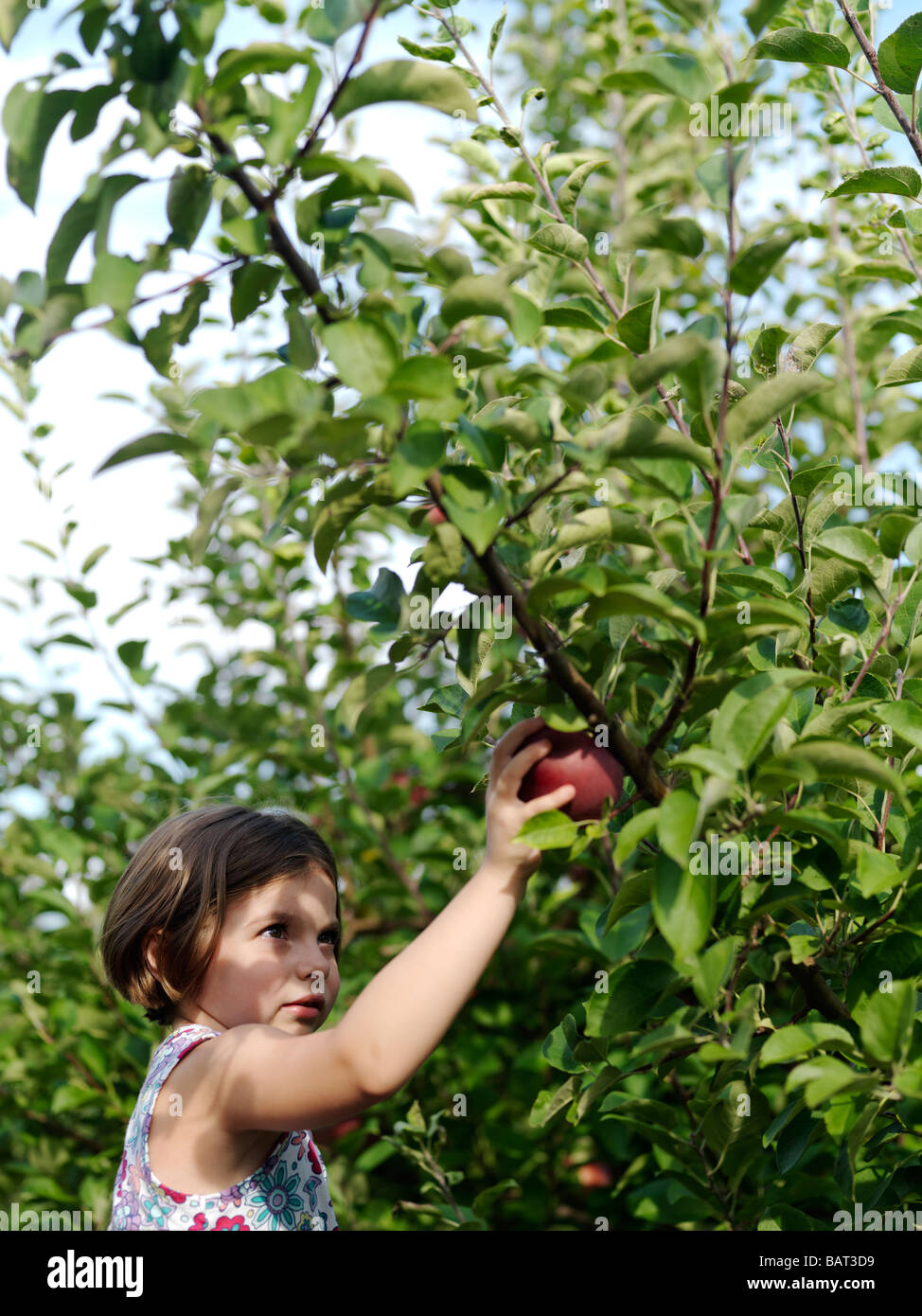 Una giovane ragazza raggiunge fino a scegliere un fresh apple Foto Stock