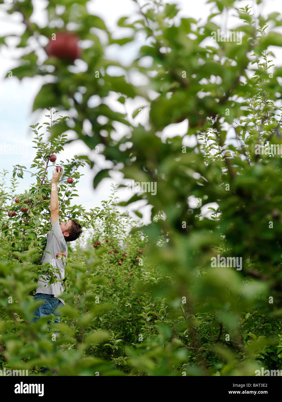 Un giovane uomo raggiunge alte per scegliere una mela matura Foto Stock