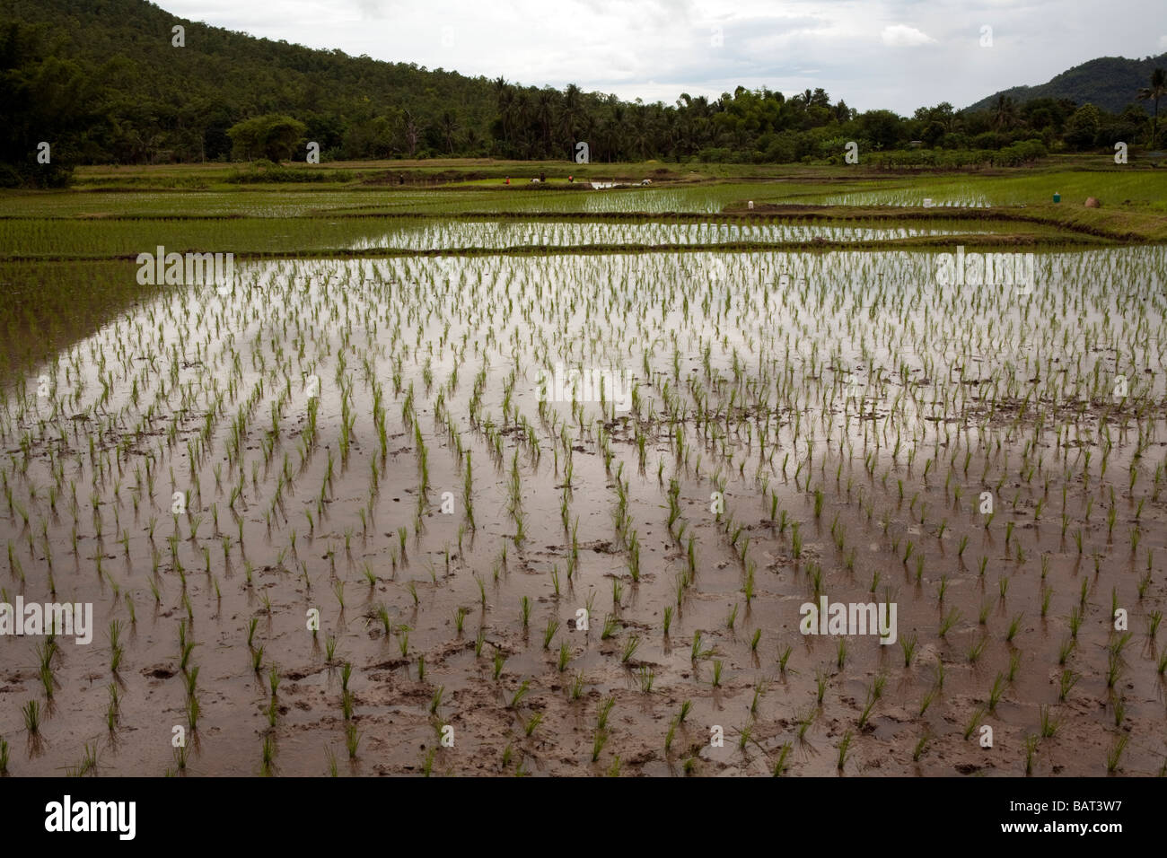 La coltivazione del riso in Thailandia Foto Stock