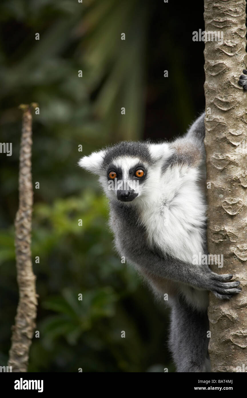 L'anello tailed Lemur Lemur catta lo zoo di Auckland Auckland Isola del nord della Nuova Zelanda Foto Stock