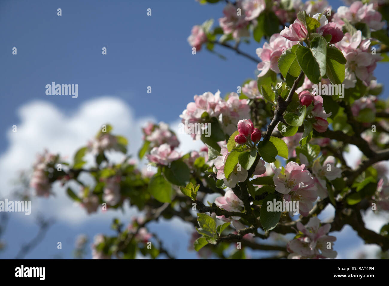 Apple blossoms in bramley apple orchard nella contea di Armagh nell'Irlanda del Nord Regno Unito Foto Stock
