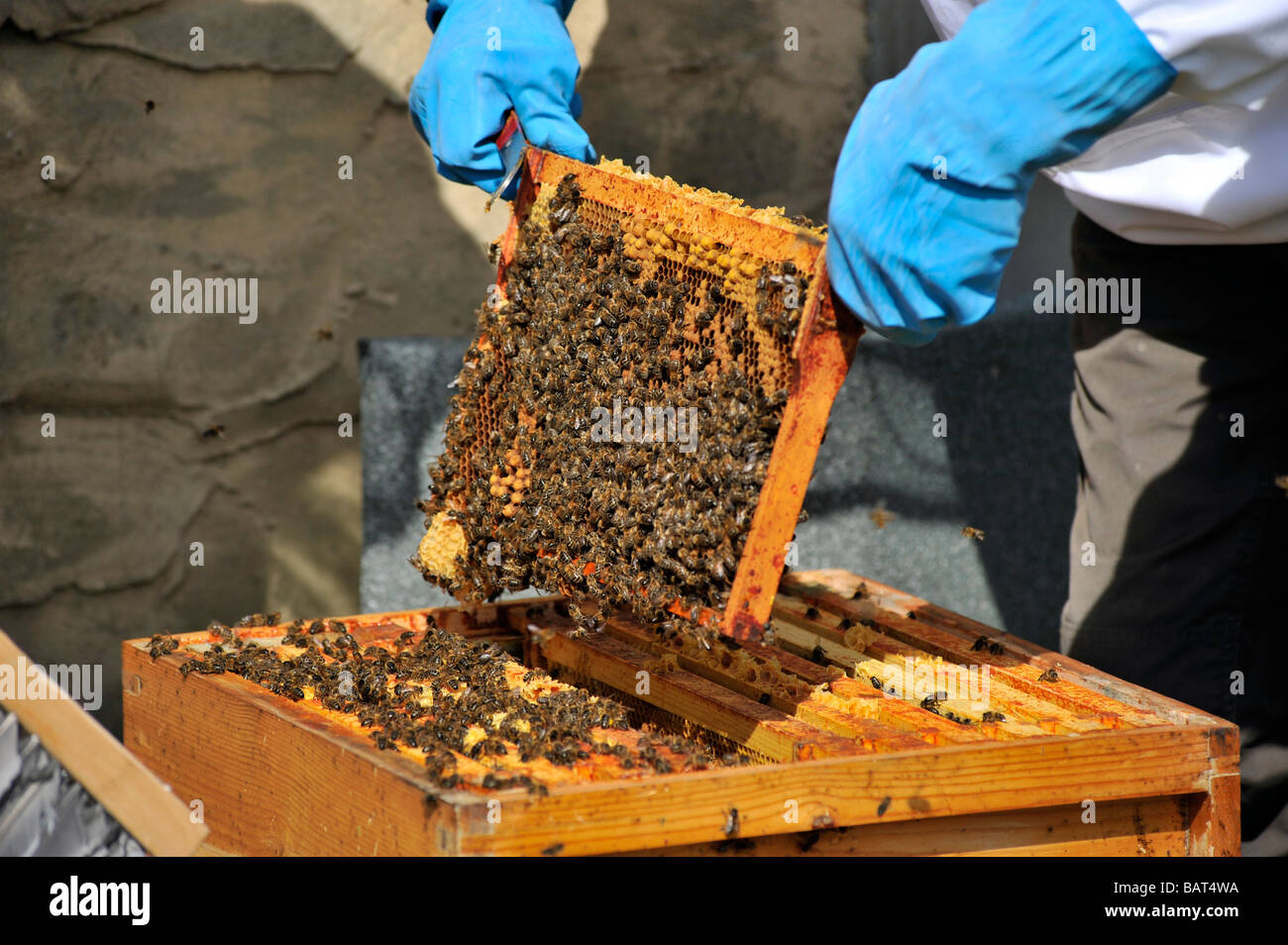 La colonia di api controllati da apicoltore esaminando super in legno Foto Stock