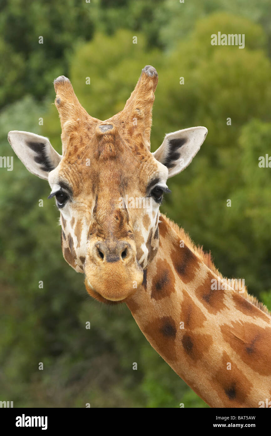 Rothschild s giraffa camelopardalis Giraffa rothschildsi Orana Wildlife Park Christchurch Isola del Sud della Nuova Zelanda Foto Stock