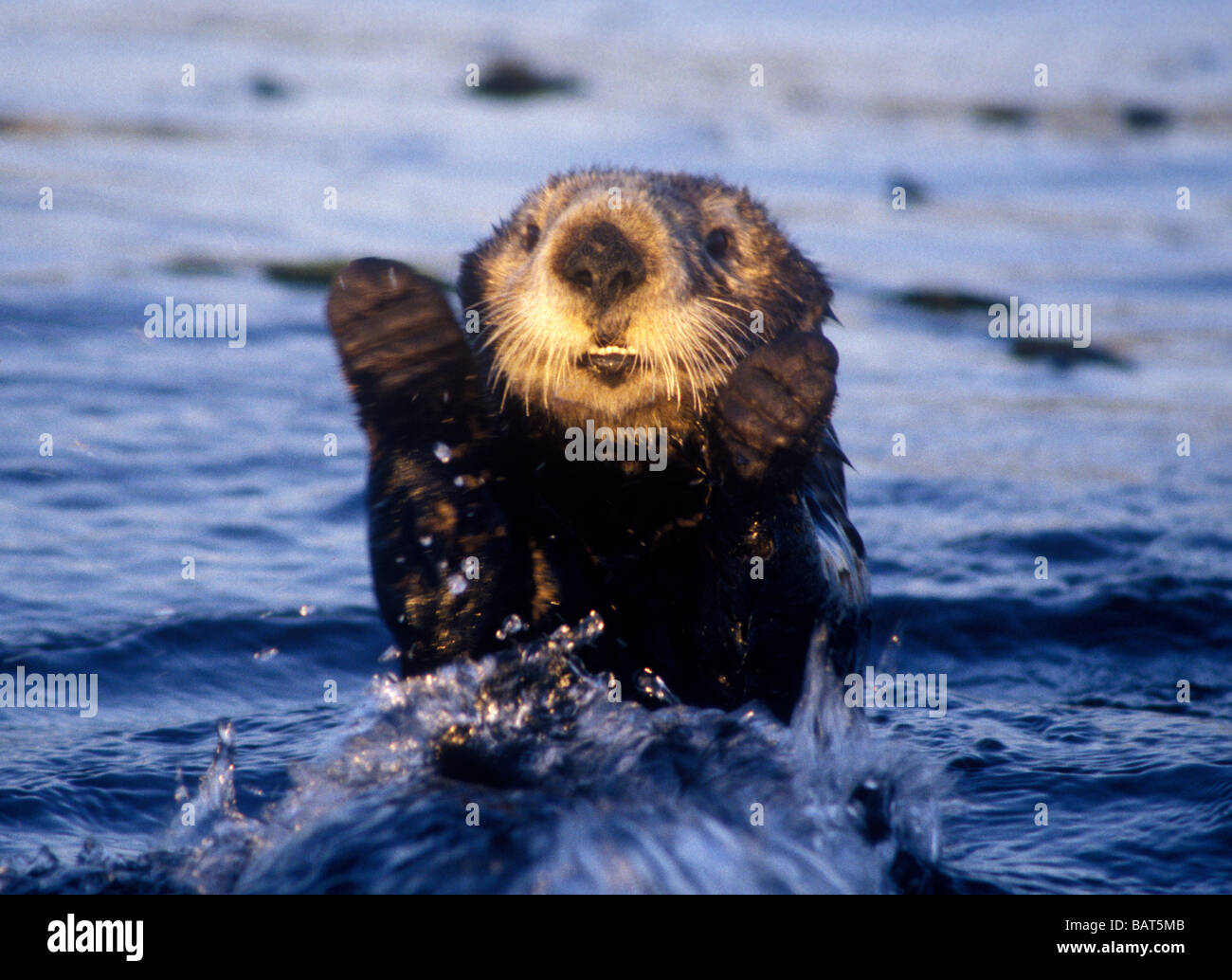 Sea Otter salta fuori dell'acqua nella baia di Monterey in California. Foto Stock