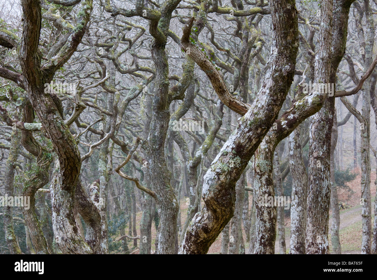 I rami ritorti di un nativo di bosco di quercia sopra Watersmeet nel Parco Nazionale di Exmoor North Devon Foto Stock