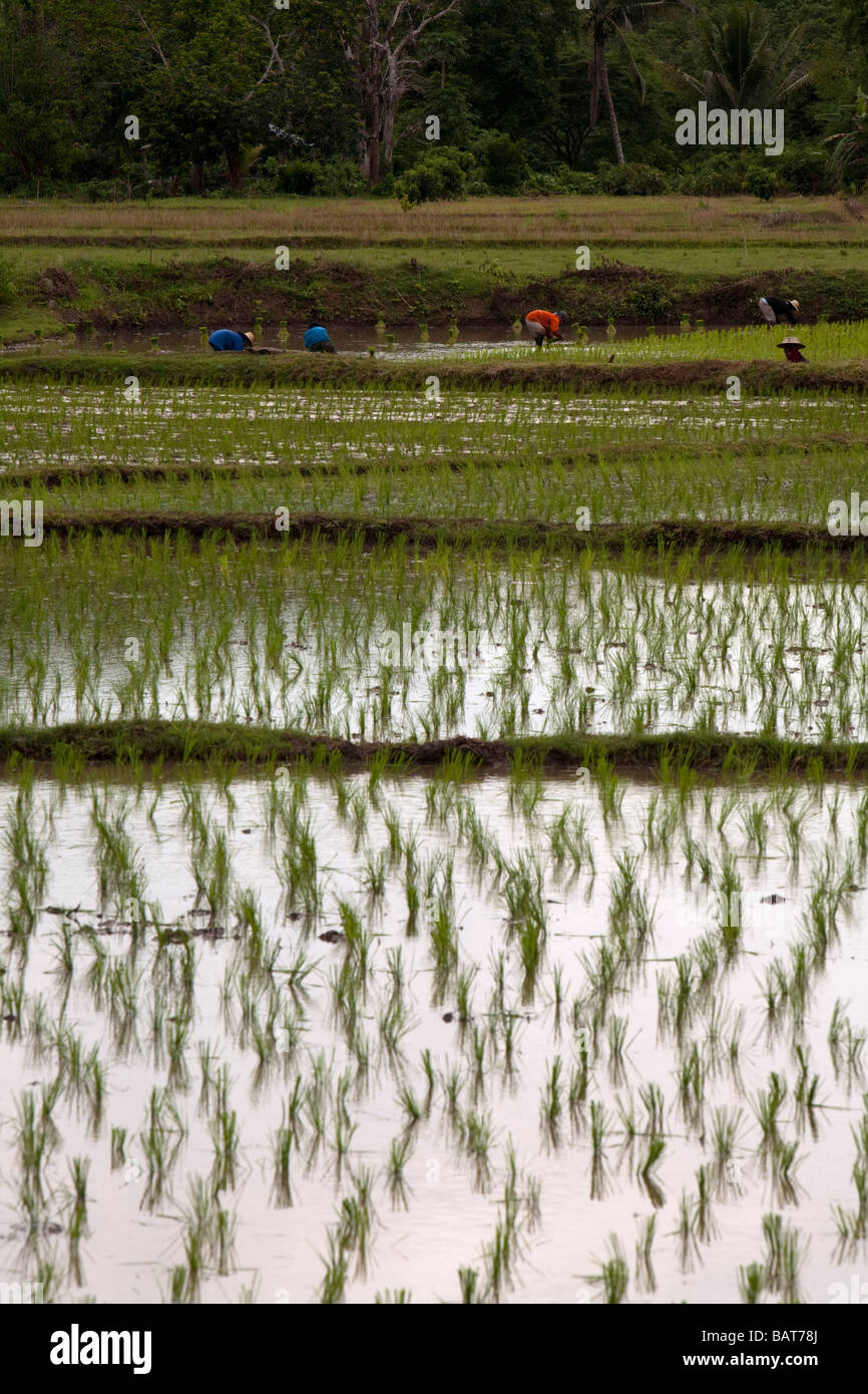 La coltivazione del riso in Thailandia Foto Stock