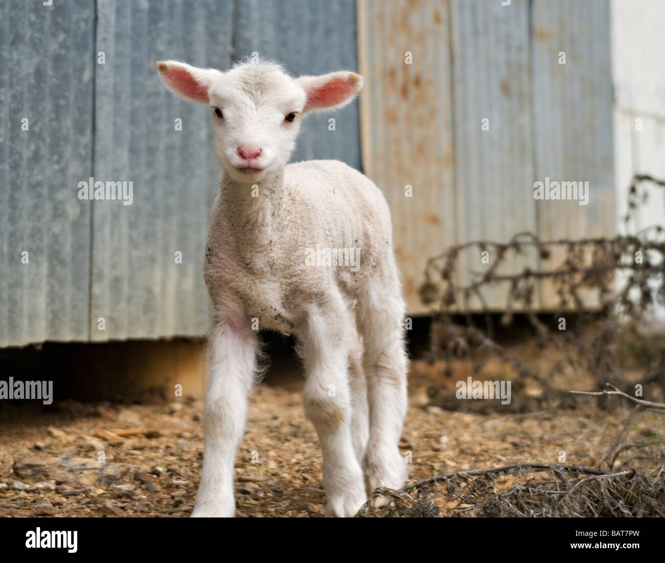 Grande immagine di un giovane agnello in azienda Foto Stock