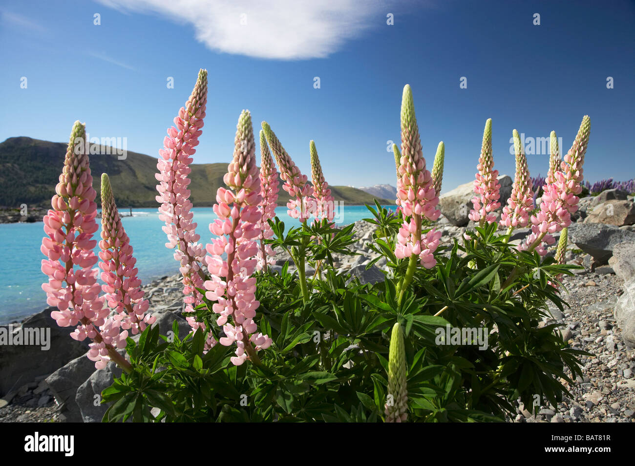 Lupini selvatici Lago Tekapo Mackenzie paese Isola del Sud della Nuova Zelanda Foto Stock