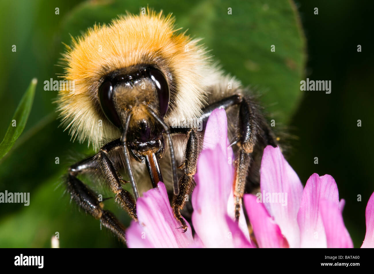 Bumble Bee avanzamento sul trifoglio rosso Foto Stock