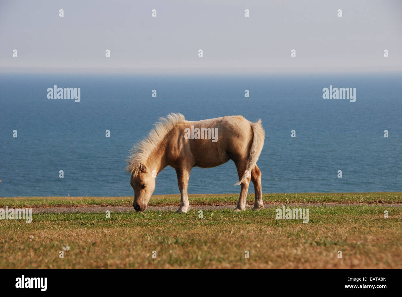 Gypsy Pony sulla collina al mare e nei pressi del castello di Hastings East Sussex Foto Stock