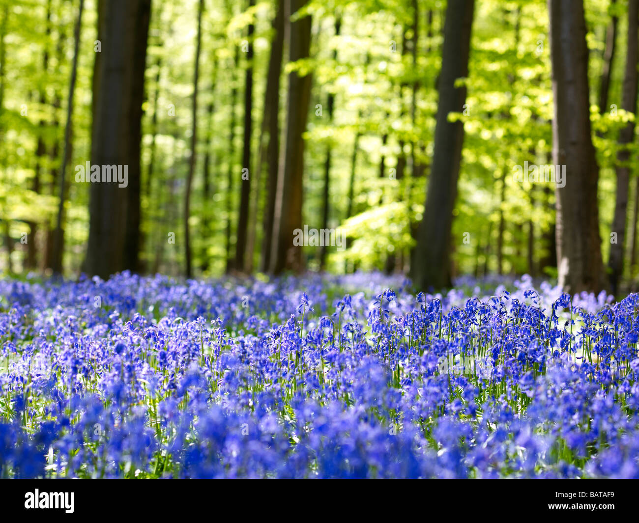 Blue Bell fiori in un bosco vicino a Hallerbos,Belgio Foto Stock