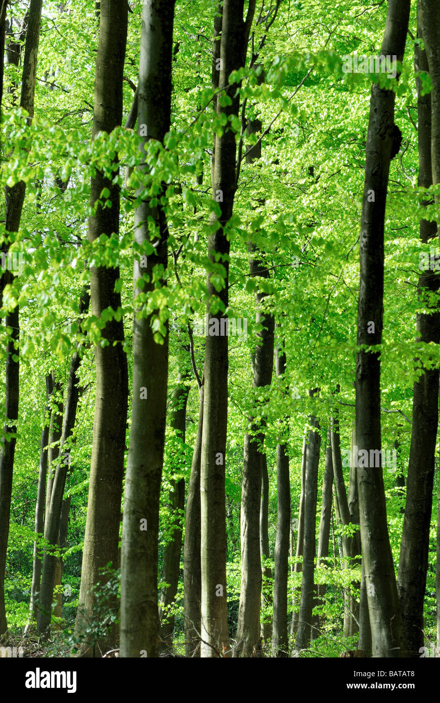 Gli alberi del bosco in primavera Foto Stock