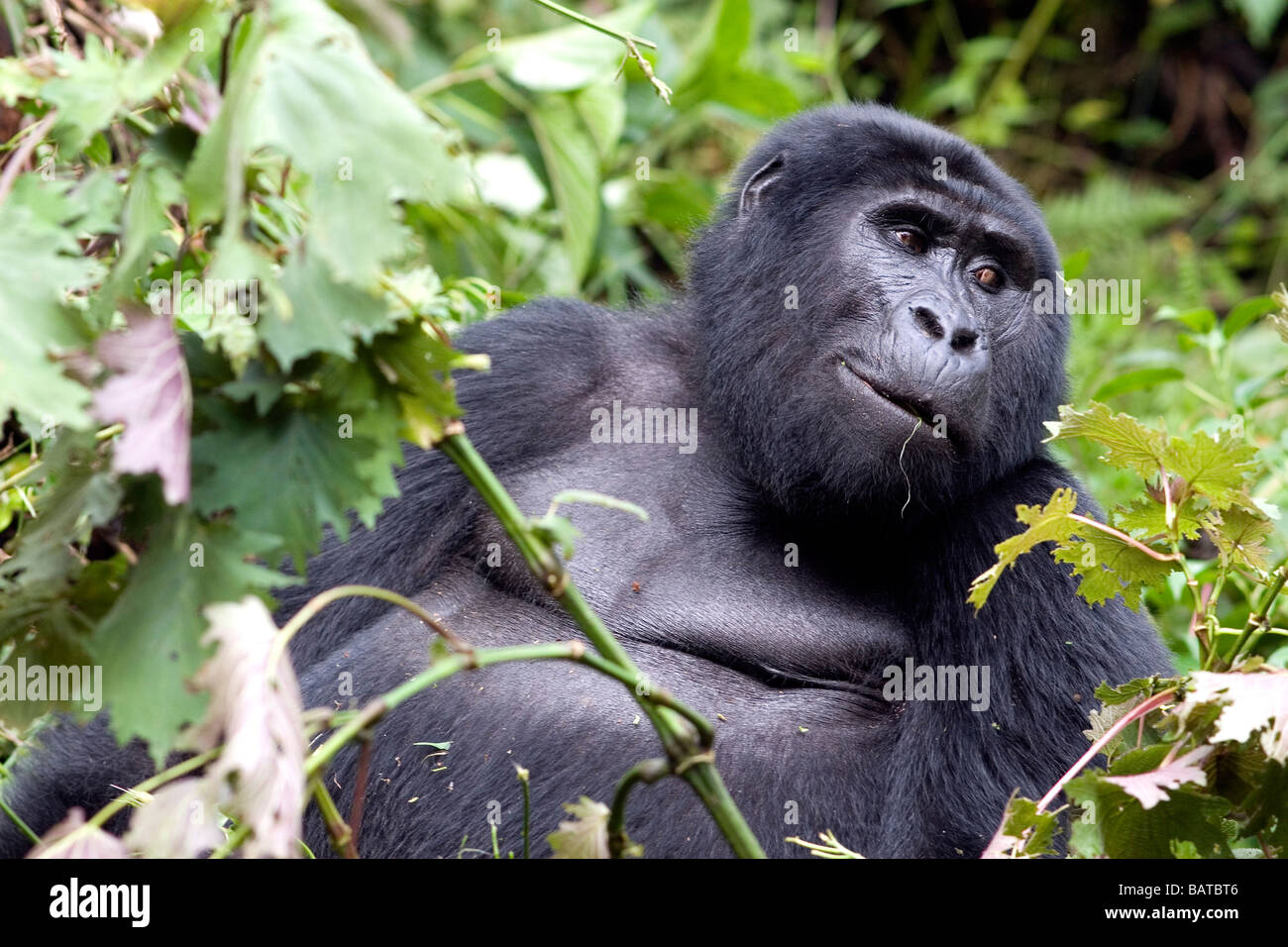 Un gruppo di Nkuringo gorilla di montagna alimentazione sulla vegetazione Foto Stock