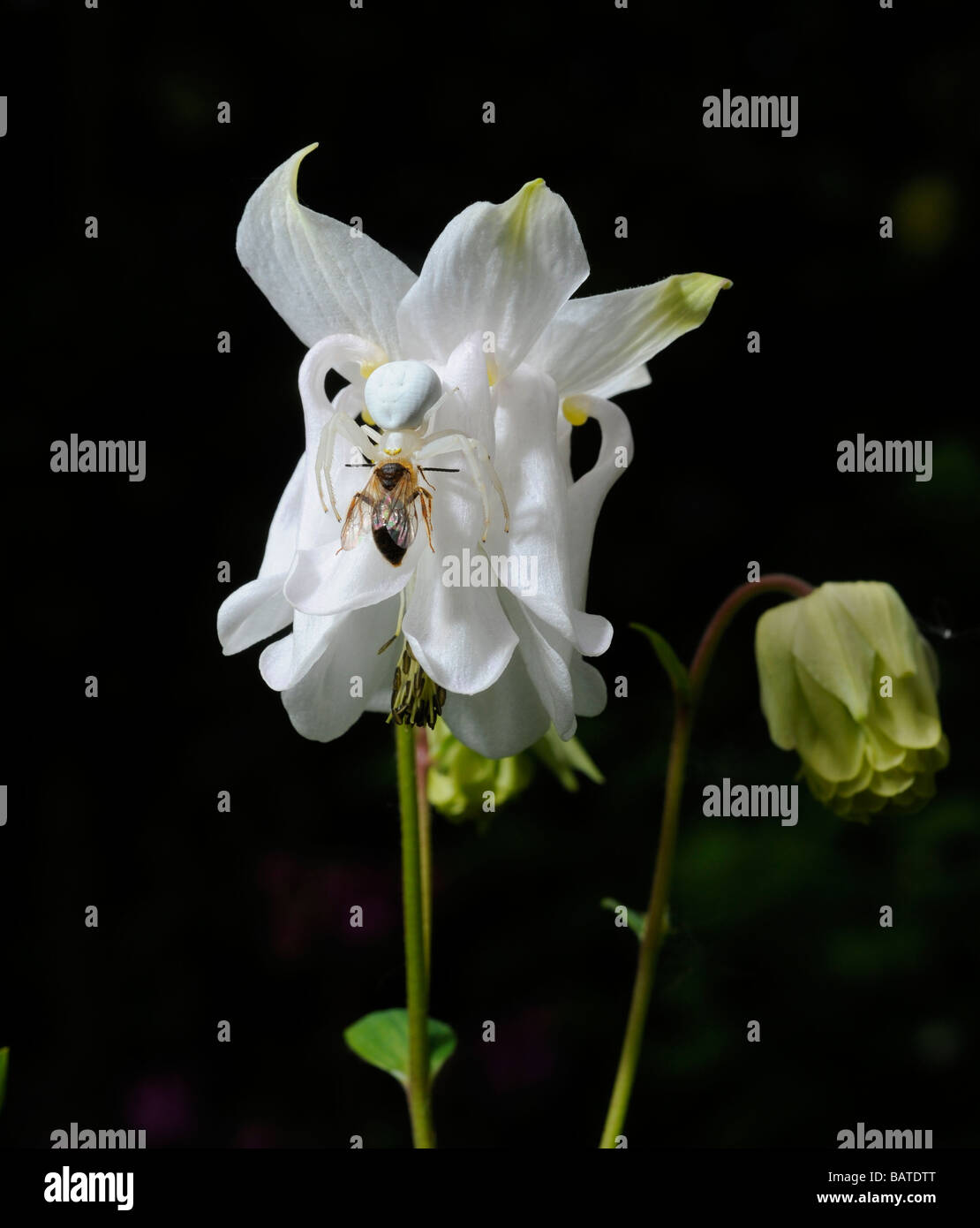 Un ragno granchio (Misumena vatia) cattura un'ape in un aquilegia fiore in un giardino del Regno Unito. Foto da Jim Holden. Foto Stock