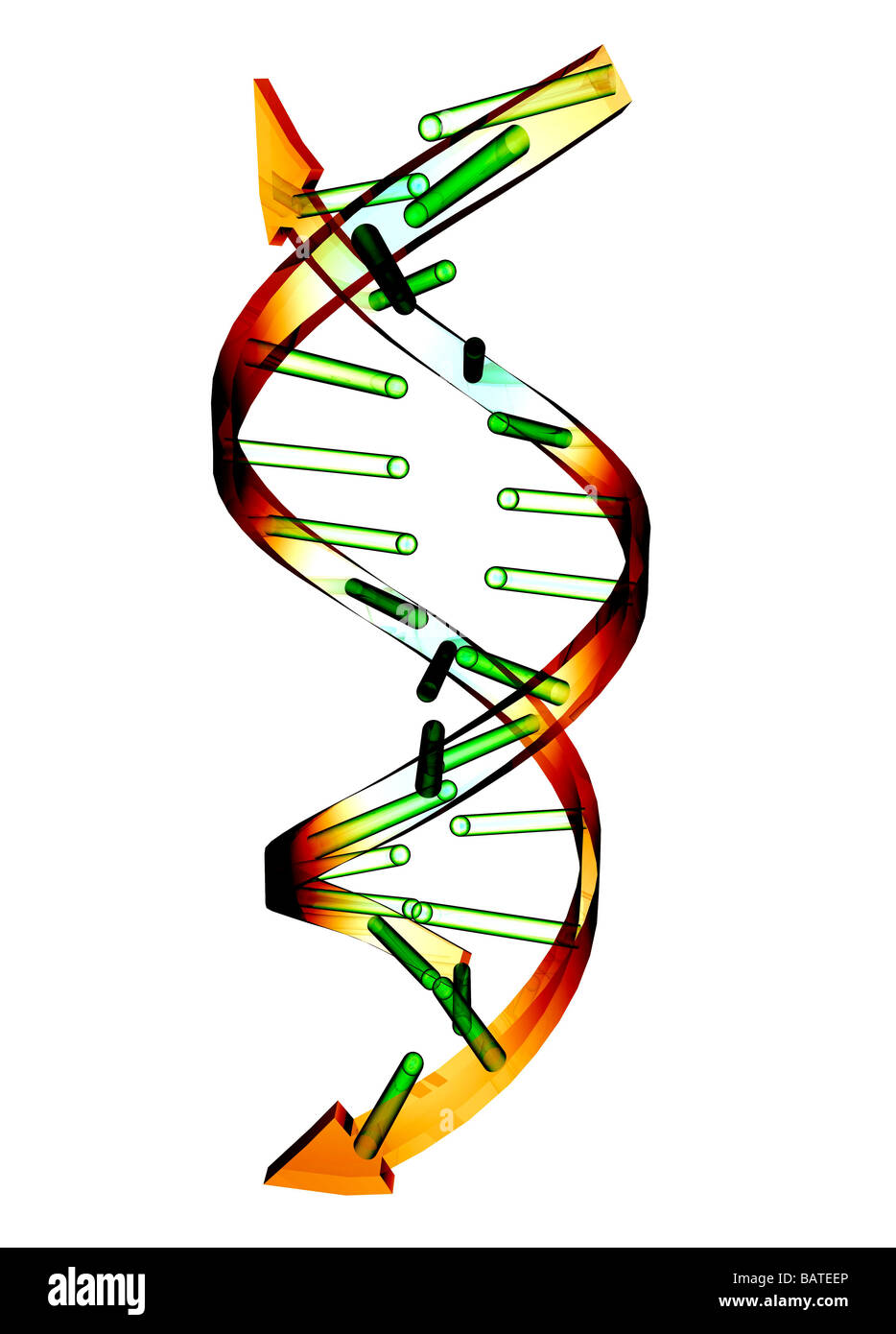 Scompattato la molecola di DNA, concettuale computer grafica. Foto Stock