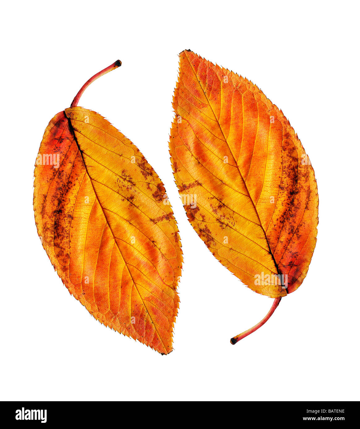 Foglia di autunno. Foto Stock