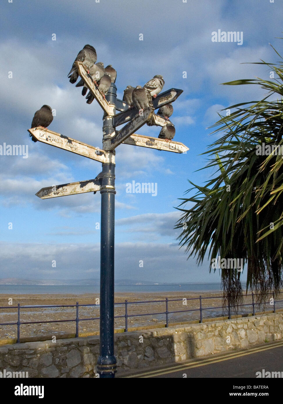 Gruppo di piccioni urbano arroccato su di un cartello Foto Stock