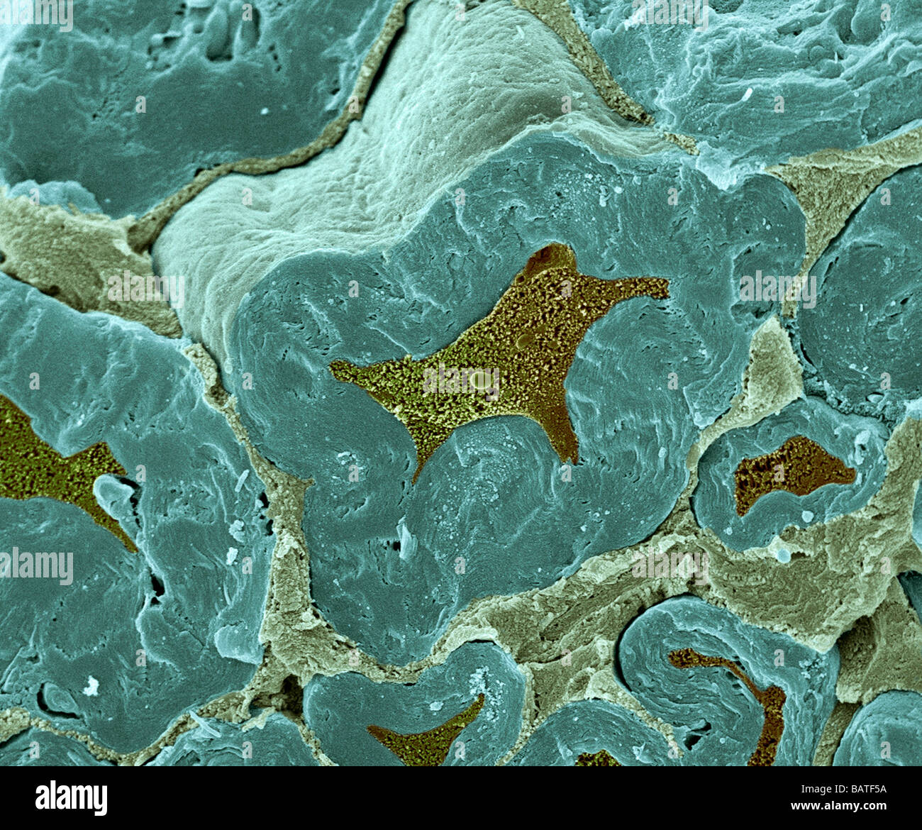 Le fibre nervose. Color scanning electronmicrograph (SEM) di fractured mielinizzate nervefibers. Foto Stock