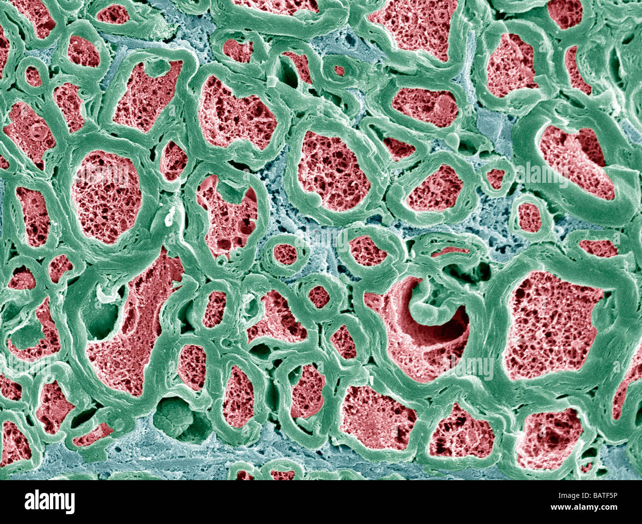 Le fibre nervose. Color scanning electronmicrograph (SEM) di fractured mielinizzate nervefibers Foto Stock