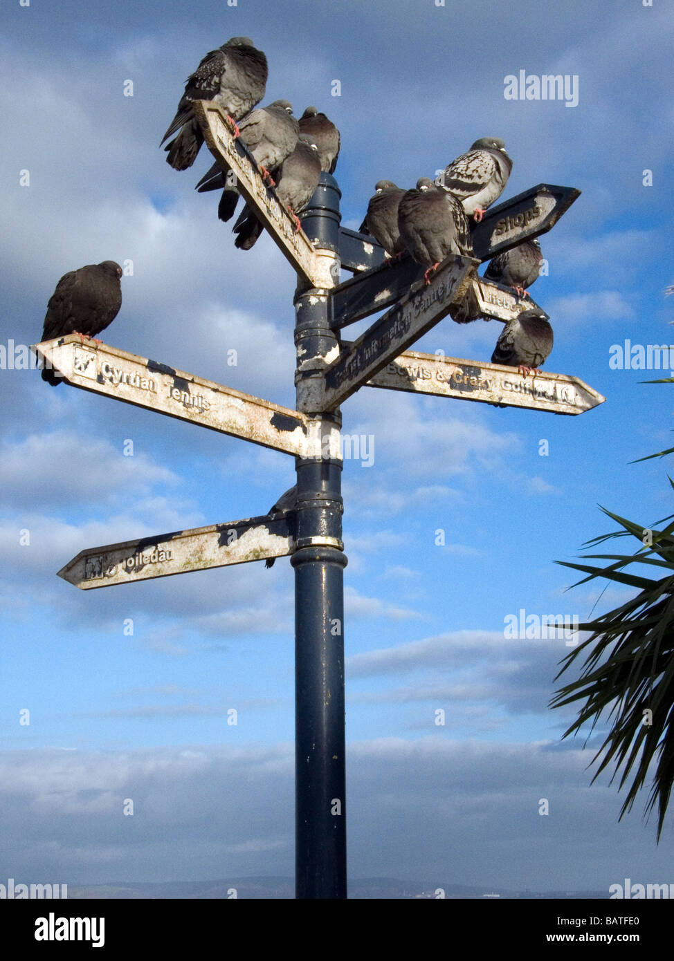 Gruppo di piccioni urbano arroccato su di un cartello Foto Stock