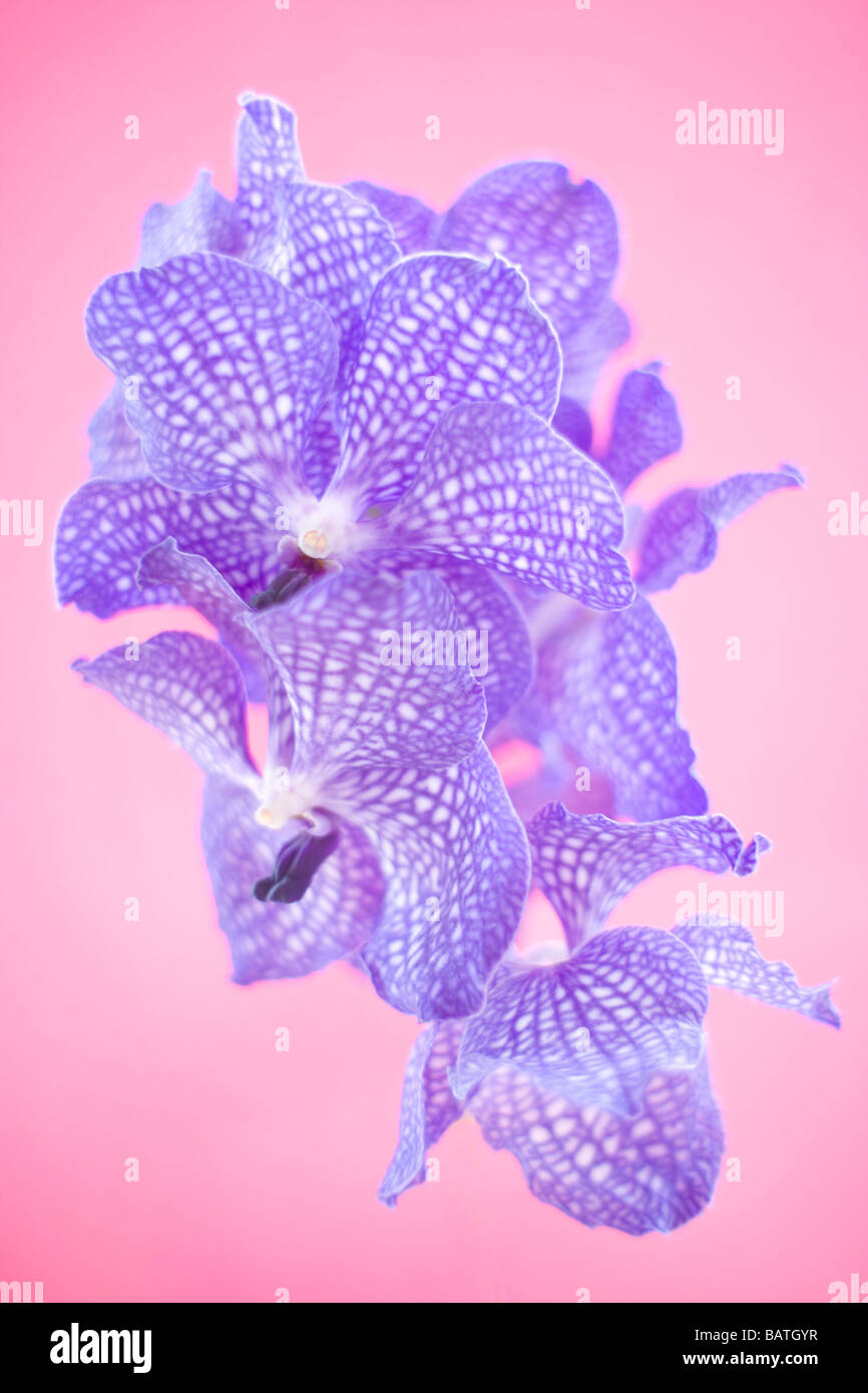 Fiori di orchidea. Foto Stock