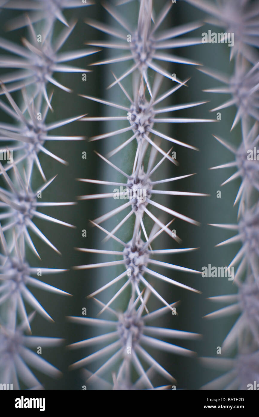 Spine di cactus. Foto Stock